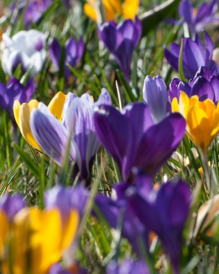 Krokai grootbloemig mix (Lot Crocus grootbloemig mix)-KROKAI-SVOGŪNINĖS GĖLĖS