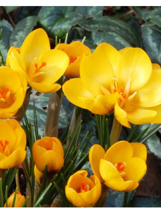 Krokai (Lot Crocus) 'Goldilocks'-KROKAI-SVOGŪNINĖS GĖLĖS