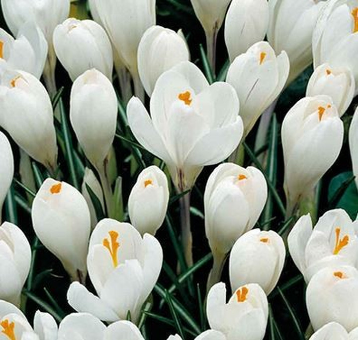 Krokai grootbloemig wit (Lot Crocus grootbloemig wit)-KROKAI-SVOGŪNINĖS GĖLĖS