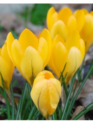 Krokai (Lot Crocus) 'Golden Yellow'-KROKAI-SVOGŪNINĖS GĖLĖS
