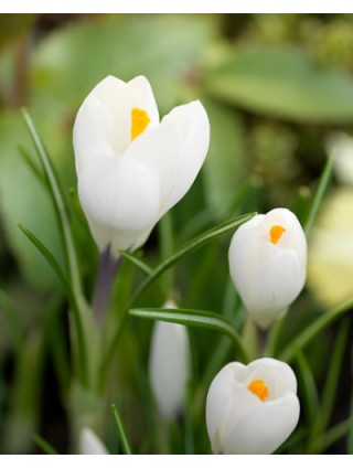 Krokai (Lot Crocus) 'Jeanne d'Arc'-KROKAI-SVOGŪNINĖS GĖLĖS