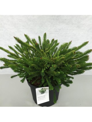 Kriptomerija japoninė (Lot Cryptomeria j.) 'Dinger' C10 30-40 CM-KRIPTOMERIJOS-SPYGLIUOČIAI