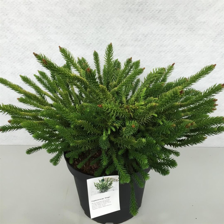Kriptomerija japoninė (Lot Cryptomeria j.) 'Dinger' C10 30-40 CM-KRIPTOMERIJOS-SPYGLIUOČIAI