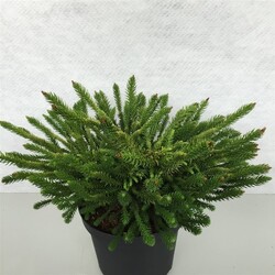 Kriptomerija japoninė (Lot Cryptomeria j.) 'Dinger' C10 30-40 CM - nuotrauka 2