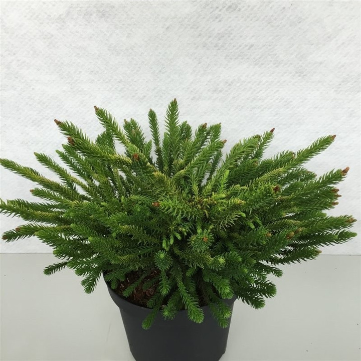 Kriptomerija japoninė (Lot Cryptomeria j.) 'Dinger' C10 30-40 CM-KRIPTOMERIJOS-SPYGLIUOČIAI