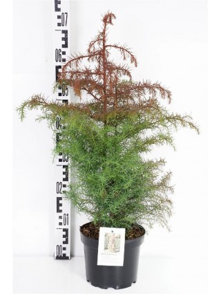 Kriptomerija japoninė (Lot Cryptomeria j.) 'Elegans' C3/P19 30-40 CM-KRIPTOMERIJOS-SPYGLIUOČIAI