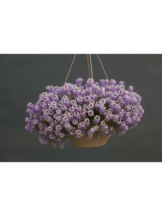 Lobularia "LAVENDER STREAM"-LOBULARIJOS-VIENMETĖS GĖLĖS