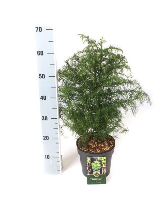 Kriptomerija japoninė (Lot Cryptomeria j.) 'Elegans Viridis' C2,5/P18 25-30 CM-KRIPTOMERIJOS-SPYGLIUOČIAI