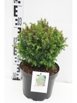 Kriptomerija japoninė (Lot Cryptomeria j.) 'Funny' C3/P19 20-25 CM-KRIPTOMERIJOS-SPYGLIUOČIAI