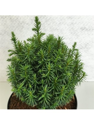 Kriptomerija japoninė (Lot Cryptomeria j.) 'Funny' C3/P19 20-25 CM-KRIPTOMERIJOS-SPYGLIUOČIAI