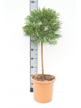 Kriptomerija japoninė (Lot Cryptomeria j.) 'Globosa Nana' C9 KOTAS 40 CM-KRIPTOMERIJOS-SPYGLIUOČIAI