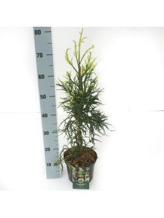 Kriptomerija japoninė (Lot Cryptomeria j.) 'Kyara Gold' C2,5/P18 30-40 CM-KRIPTOMERIJOS-SPYGLIUOČIAI