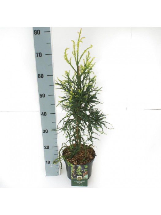 Kriptomerija japoninė (Lot Cryptomeria j.) 'Kyara Gold' C2,5/P18 30-40 CM-KRIPTOMERIJOS-SPYGLIUOČIAI