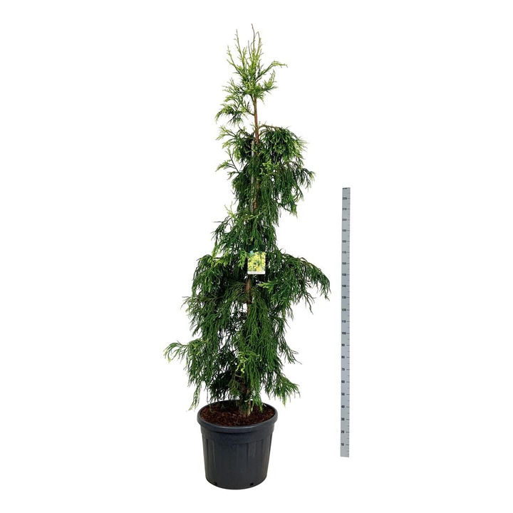 Kriptomerija japoninė (Lot Cryptomeria j.) 'Kyara Gold' C90 250-300 CM-KRIPTOMERIJOS-SPYGLIUOČIAI