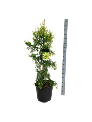 Kriptomerija japoninė (Lot Cryptomeria j.) 'Kyara Gold' C15 100-125 CM-KRIPTOMERIJOS-SPYGLIUOČIAI