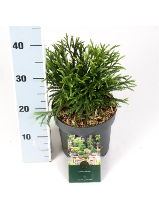 Kriptomerija japoninė (Lot Cryptomeria j.) 'Little Champion' C2,5/P18 15-20 CM-KRIPTOMERIJOS-SPYGLIUOČIAI