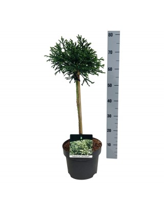 Kriptomerija japoninė (Lot Cryptomeria j.) 'Little Champion' C5/P23 KOTAS 40 CM-KRIPTOMERIJOS-SPYGLIUOČIAI