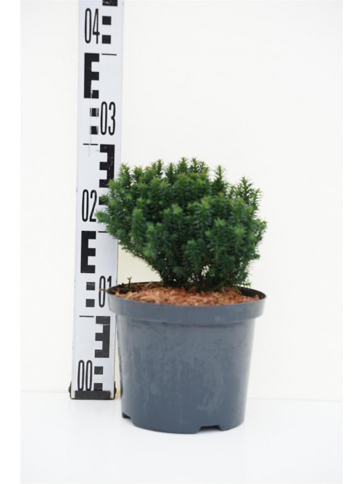 Kriptomerija japoninė (Lot Cryptomeria j.) 'Midori' C2,5/P18 15-20 CM-KRIPTOMERIJOS-SPYGLIUOČIAI