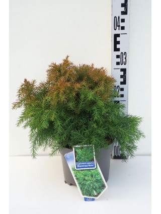 Kriptomerija japoninė (Lot Cryptomeria j.) 'Monstrosa Nana' C2/P17 20-25 CM-KRIPTOMERIJOS-SPYGLIUOČIAI