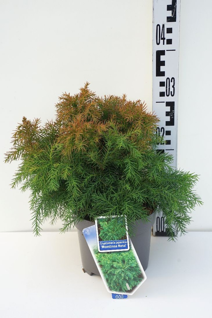 Kriptomerija japoninė (Lot Cryptomeria j.) 'Monstrosa Nana' C2/P17 20-25 CM-KRIPTOMERIJOS-SPYGLIUOČIAI