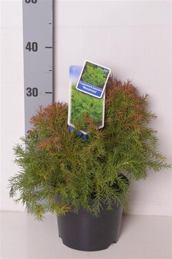 Kriptomerija japoninė (Lot Cryptomeria j.) 'Monstrosa Nana' C2/P17 20-25 CM - nuotrauka 2