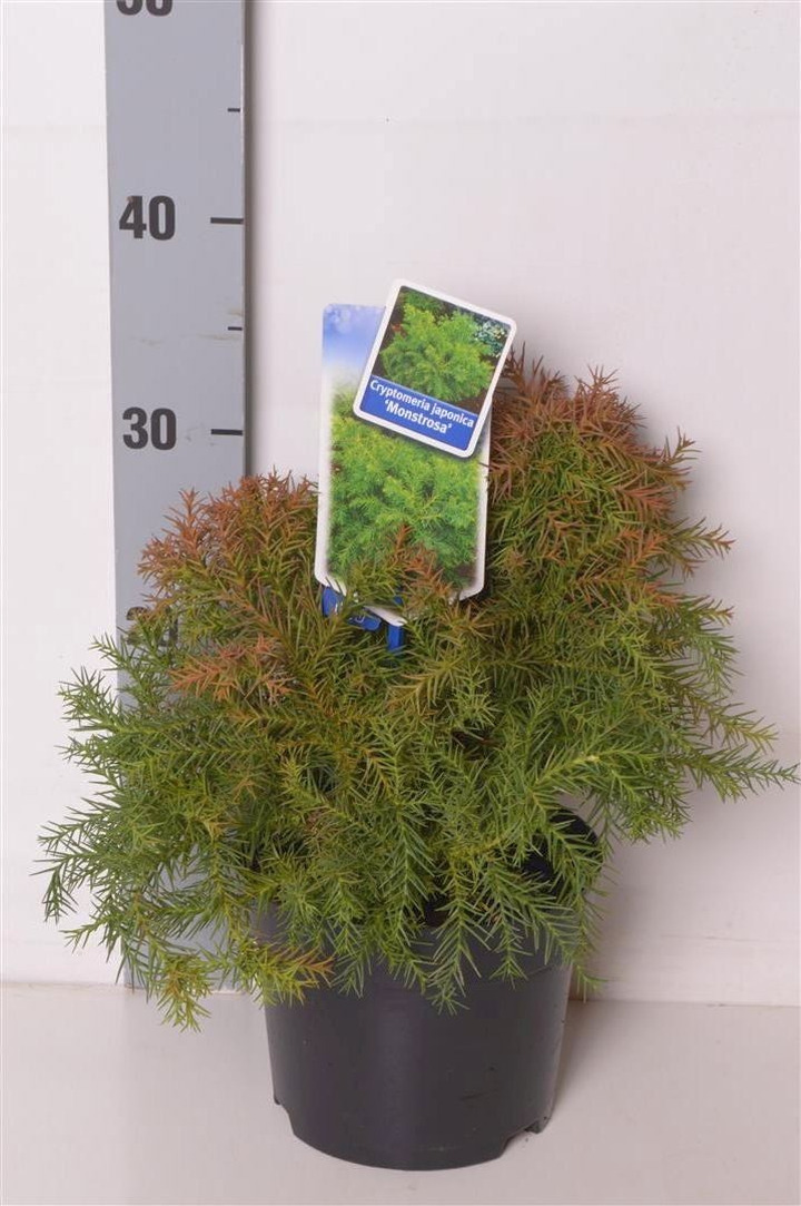 Kriptomerija japoninė (Lot Cryptomeria j.) 'Monstrosa Nana' C2/P17 20-25 CM-KRIPTOMERIJOS-SPYGLIUOČIAI