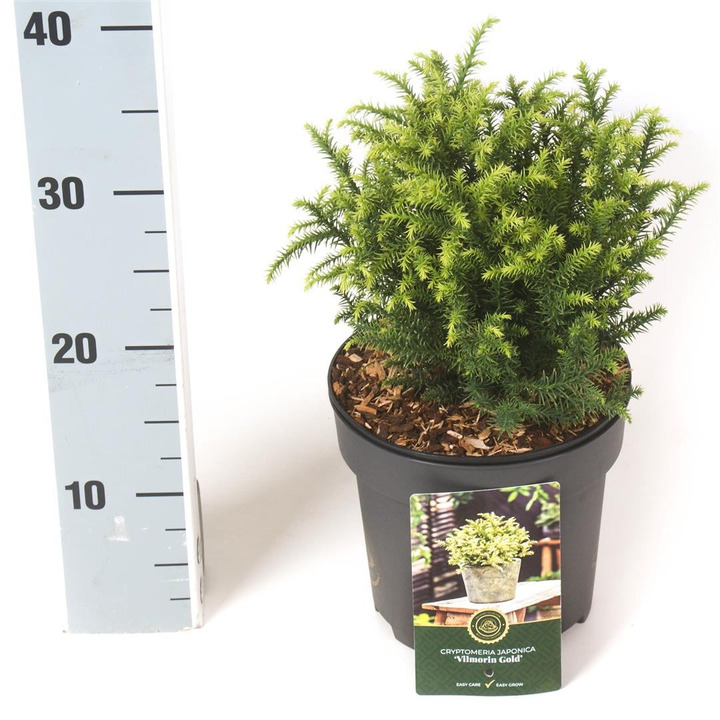 Kriptomerija japoninė (Lot Cryptomeria j.) 'Vilmorin Gold' C2,5/P18 15-20 CM-KRIPTOMERIJOS-SPYGLIUOČIAI
