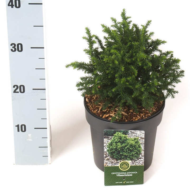 Kriptomerija japoninė (Lot Cryptomeria j.) 'Vilmoriniana' C5/P23 30-40 CM-KRIPTOMERIJOS-SPYGLIUOČIAI