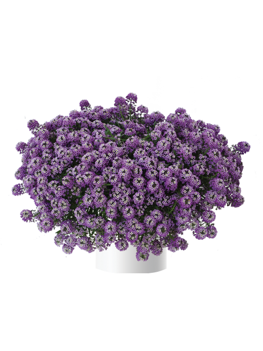 Lobularia "LAVENDER STREAM"-LOBULARIJOS-VIENMETĖS GĖLĖS