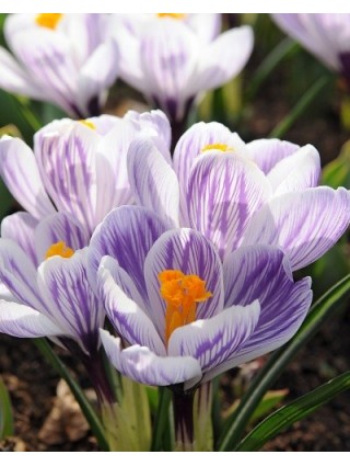 Krokai (Lot Crocus) 'Pickwick'-KROKAI-SVOGŪNINĖS GĖLĖS