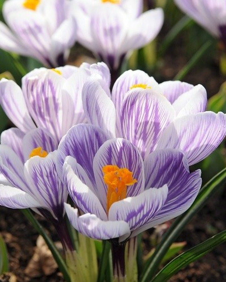 Krokai (Lot Crocus) 'Pickwick'-KROKAI-SVOGŪNINĖS GĖLĖS