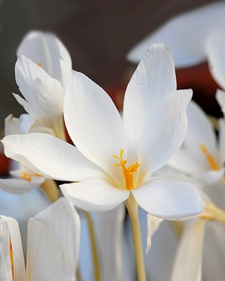 Krokai speciosus (Lot Crocus speciosus) 'Albus'-KROKAI-SVOGŪNINĖS GĖLĖS