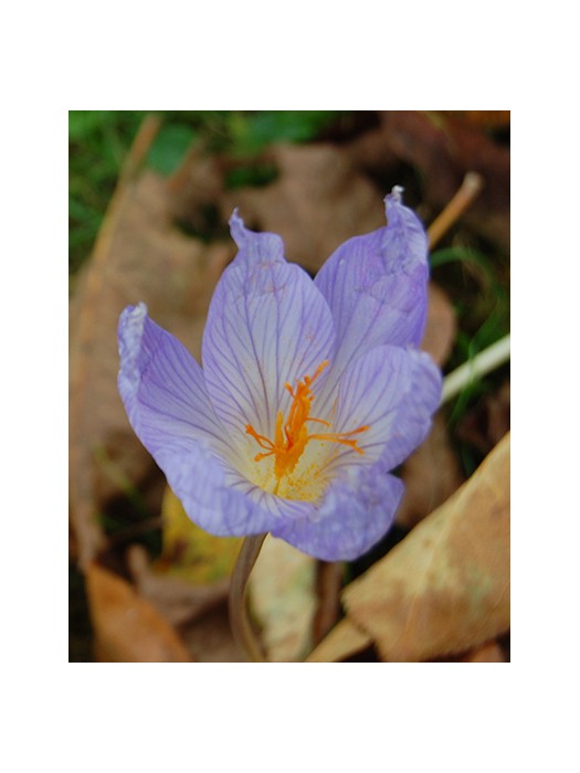 Krokai sativus (Lot Crocus sativus)-KROKAI-SVOGŪNINĖS GĖLĖS
