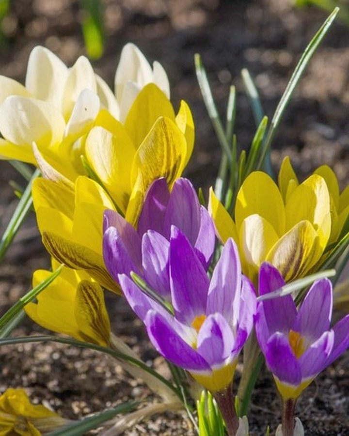 Krokai Species gemengd (Lot Crocus Species gemengd)-KROKAI-SVOGŪNINĖS GĖLĖS