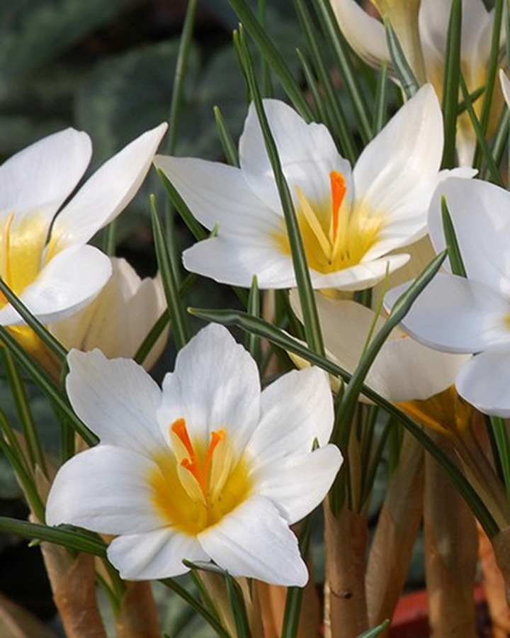 Krokai (Lot Crocus) 'Snowbunting'-KROKAI-SVOGŪNINĖS GĖLĖS