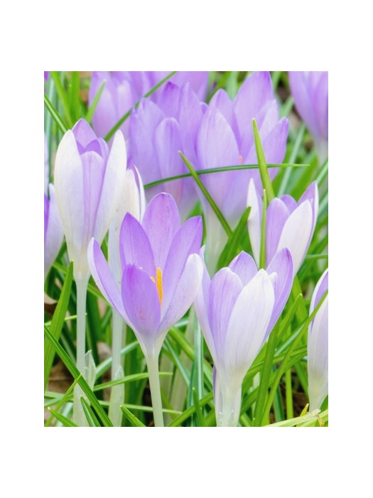 Krokai tommasinianus (Lot Crocus tommasinianus)-KROKAI-SVOGŪNINĖS GĖLĖS