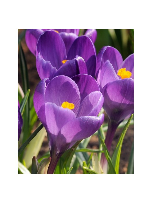 Krokai tomass. (Lot Crocus tomass.) 'Ruby Giant'-KROKAI-SVOGŪNINĖS GĖLĖS