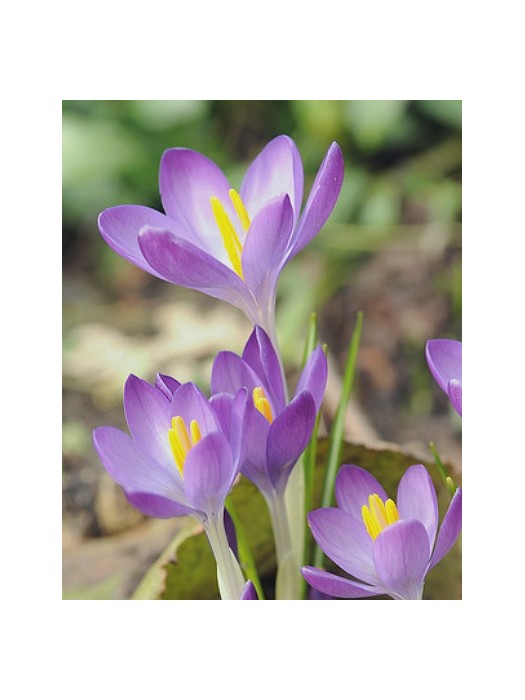 Krokai tomm. (Lot Crocus tomm.) 'Whitewell Purple'-KROKAI-SVOGŪNINĖS GĖLĖS