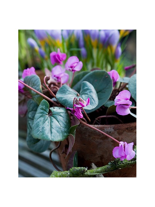 Lietuvoje žiemojantis ciklamenas (Lot Cyclamen coum coum) 45578-CIKLAMENAI-SVOGŪNINĖS GĖLĖS