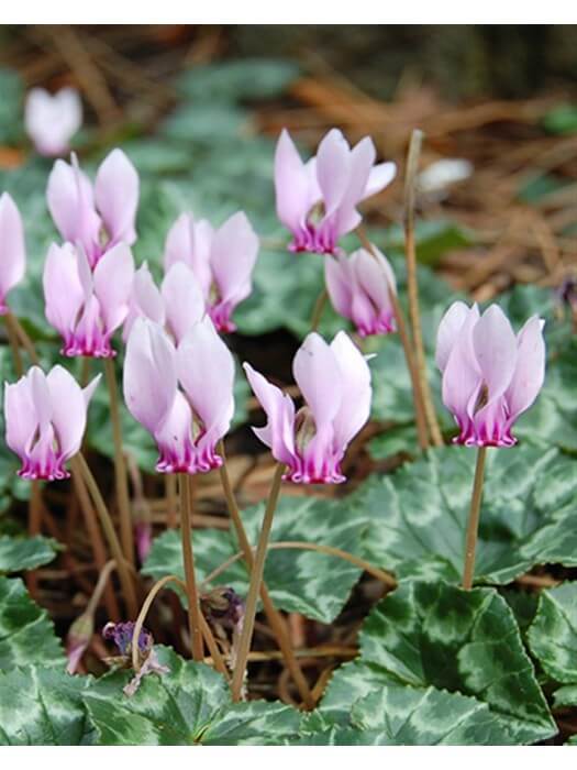 Ciklamenai hederifolium (Lot Cyclamen hederifolium) 13/15-CIKLAMENAI-SVOGŪNINĖS GĖLĖS