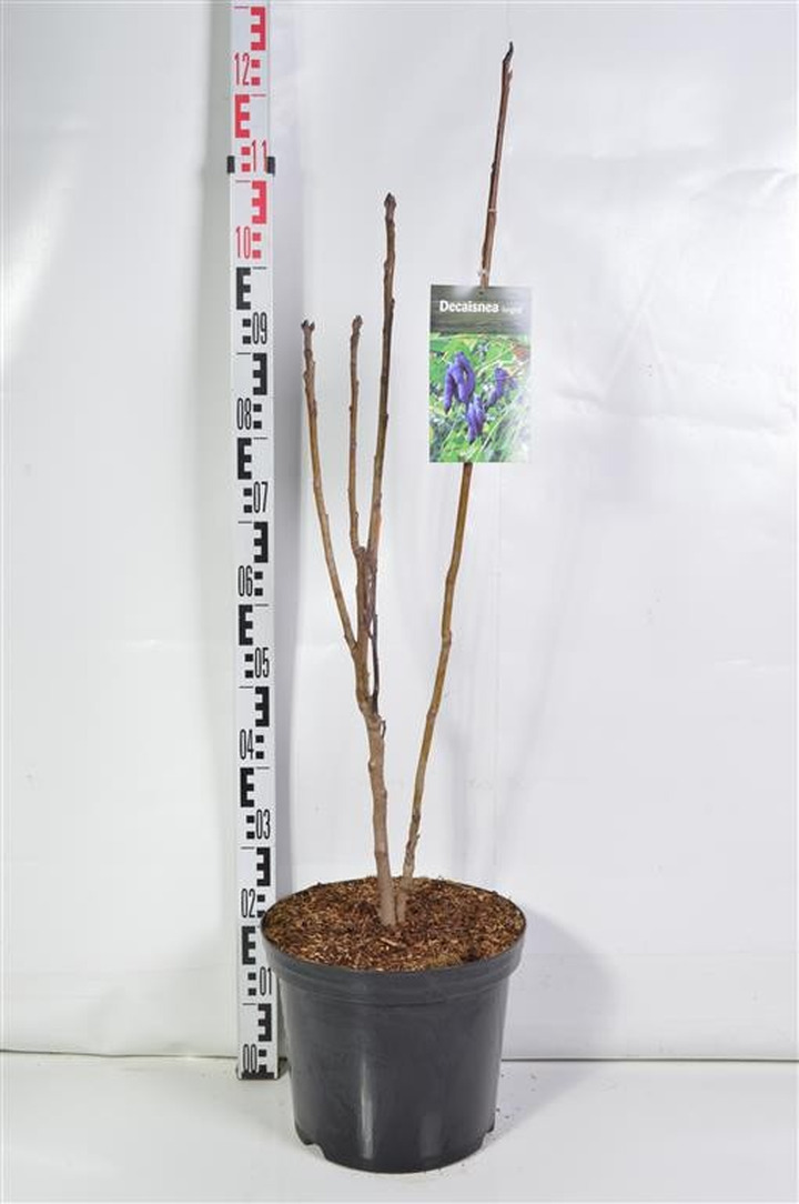 Kininė dekaisnėja (Lot Decaisnea fargesii) C12 100-125 CM-KITI-VAISMEDŽIAI - VAISKRŪMIAI