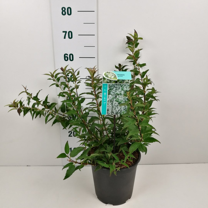 Deucija grakščioji (Lot Deutzia gracilis) C6,5/P24 40-50 CM-DEUCIJOS-KRŪMAI