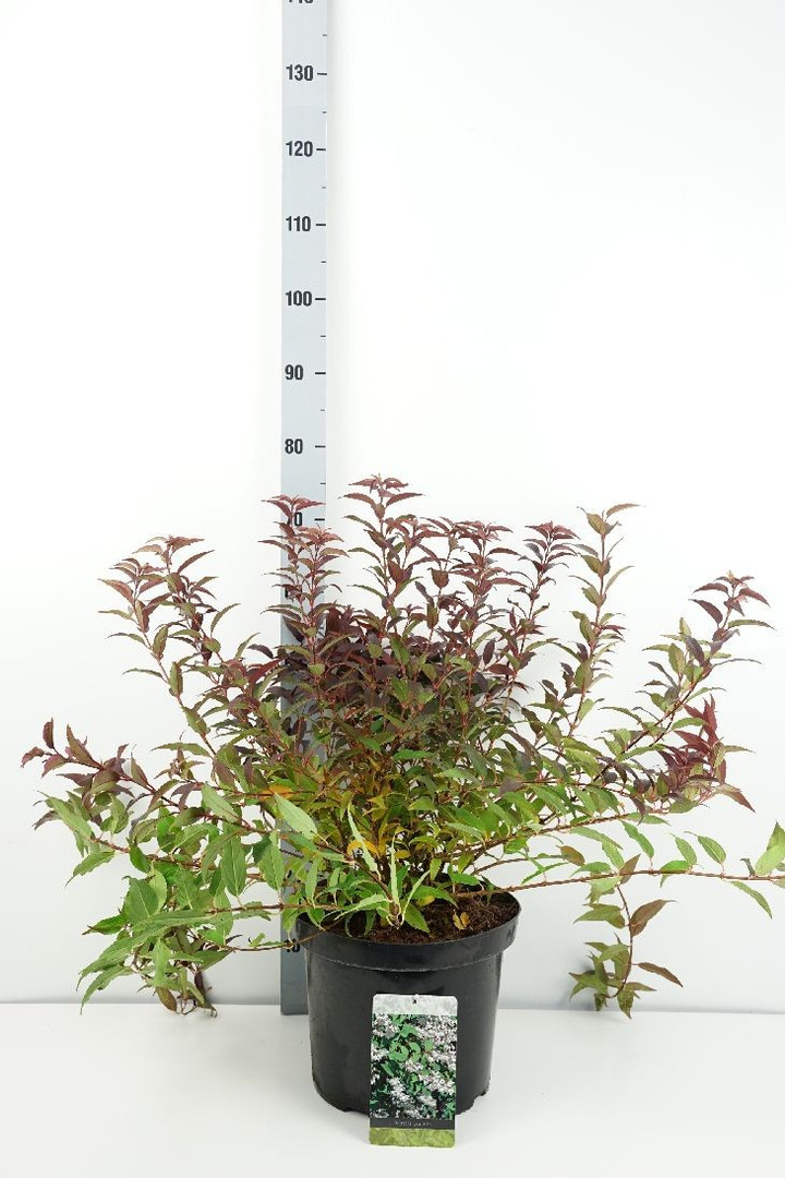 Deucija grakščioji (Lot Deutzia gracilis) C10 50-60 CM-DEUCIJOS-KRŪMAI