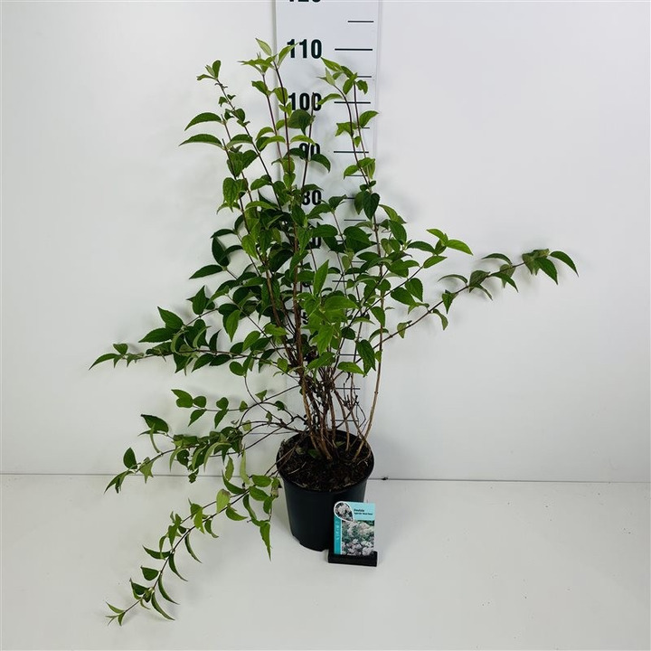 Deucija (Lot Deutzia hybrida) 'Mont Rose' C6,5/P24 50-60 CM-DEUCIJOS-KRŪMAI