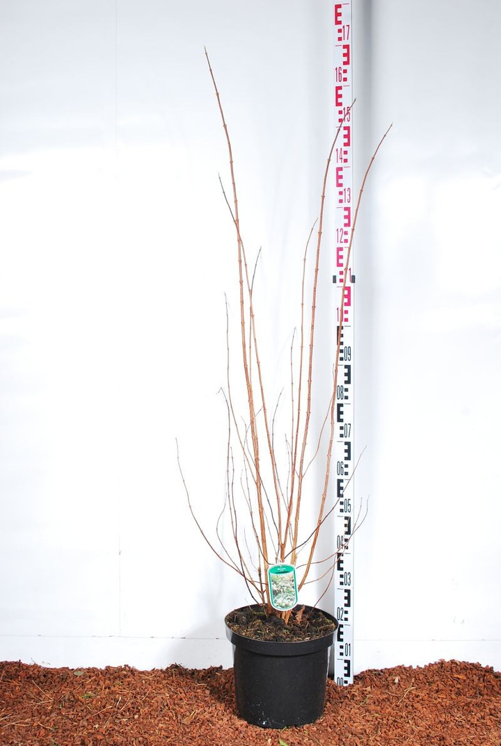 Deucija šiurkščioji (Lot Deutzia scabra) 'Plena' C10 100-125 CM-DEUCIJOS-KRŪMAI