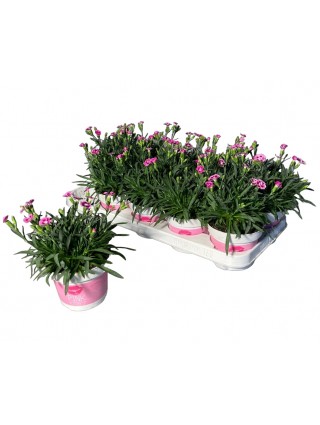 Gvazdikas (Lot Dianthus) 'Pink Kisses' P12-GVAZDIKAI-DAUGIAMETĖS GĖLĖS