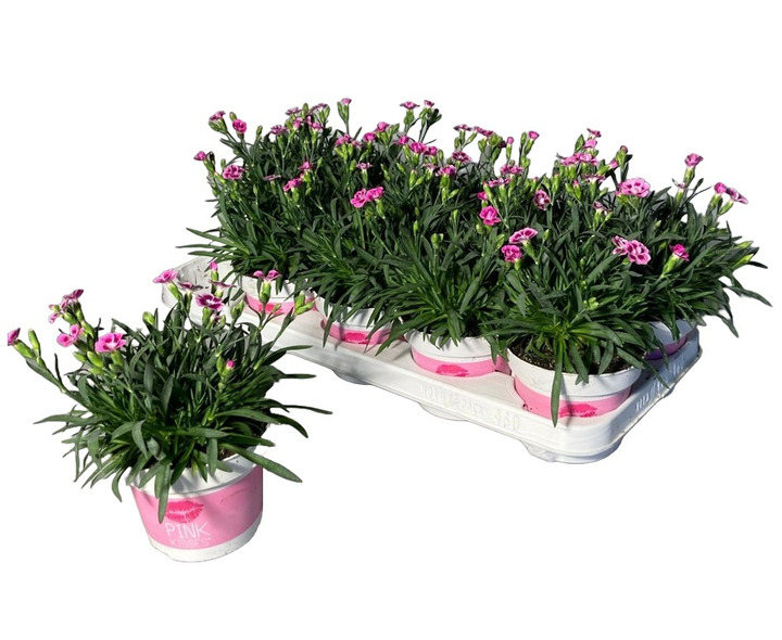 Gvazdikas (Lot Dianthus) 'Pink Kisses' P12-GVAZDIKAI-DAUGIAMETĖS GĖLĖS