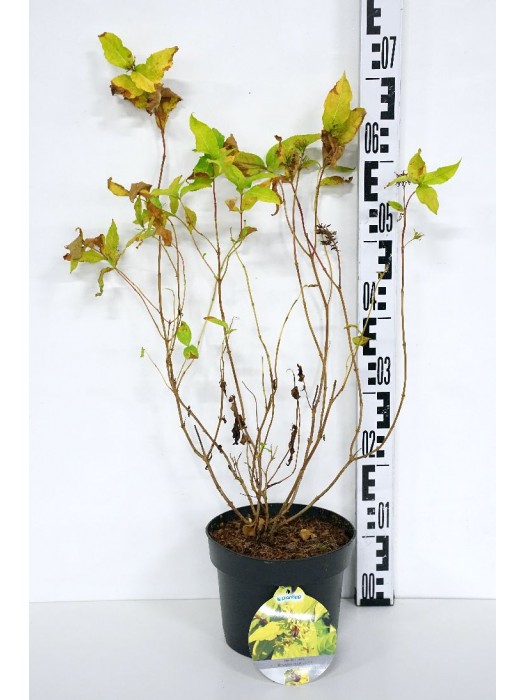 Diervilė rivularis (Lot Diervilla rivularis) 'Honeybee' C3/P19 30-40 CM-DERVILĖS-KRŪMAI