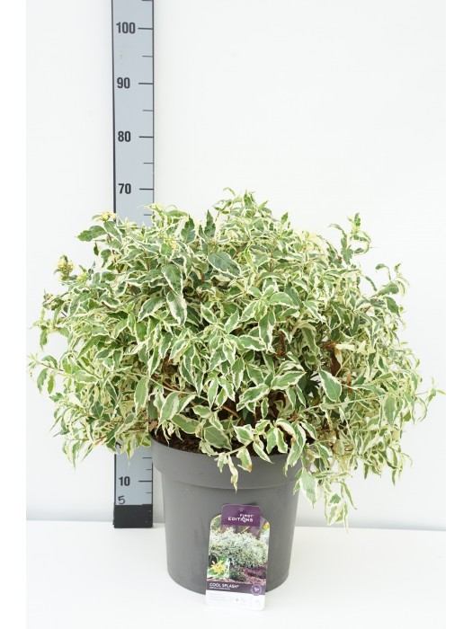 Briaunotoji diervilė (Lot Diervilla sess.) 'Cool Splash' C12 50-80 CM-DERVILĖS-KRŪMAI