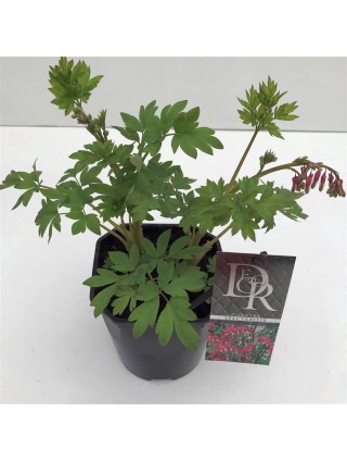 Dailieji auskarėliai (Lot Dicentra spectabilis) C2/P17-AUSKARĖLIAI-DAUGIAMETĖS GĖLĖS